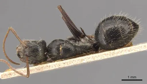 Camponotus blandus specimen CASENT0905479 image casent0905479_1