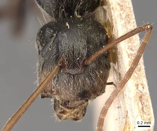 Camponotus blandus specimen CASENT0905479 image casent0905479_2