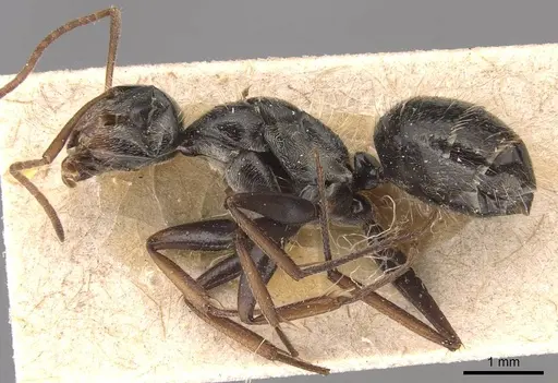 Camponotus blandus specimen CASENT0905479 image casent0905479_3
