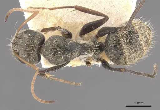 Camponotus blandus specimen CASENT0910626 image casent0910626_1