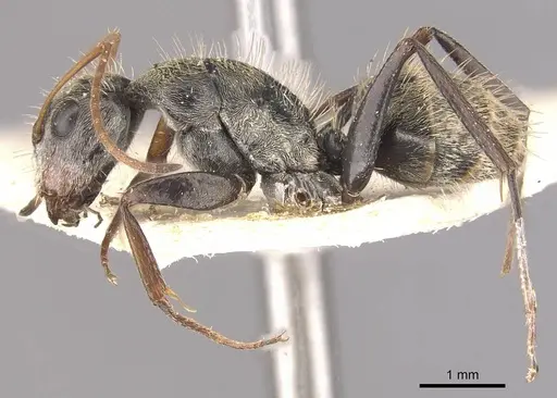 Camponotus blandus specimen CASENT0910626 image casent0910626_3