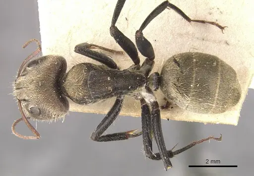 Camponotus blandus specimen CASENT0910629 image casent0910629_1
