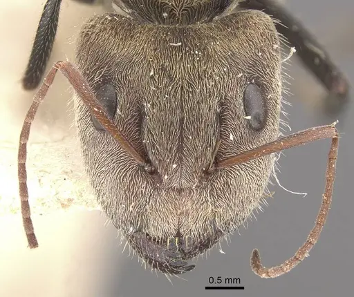 Camponotus blandus specimen CASENT0910629 image casent0910629_2