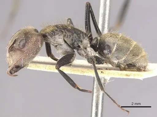 Camponotus blandus specimen CASENT0910629 image casent0910629_3