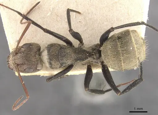 Camponotus blandus specimen CASENT0910630 image casent0910630_1