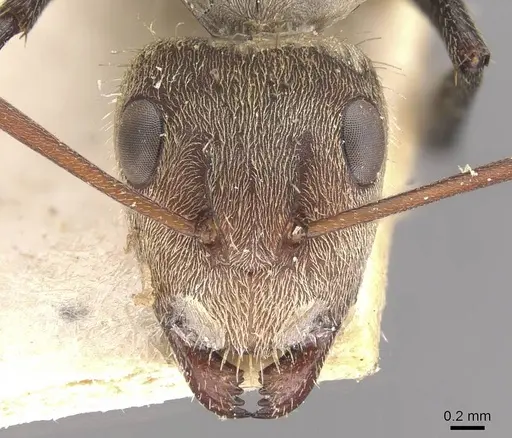 Camponotus blandus specimen CASENT0910630 image casent0910630_2