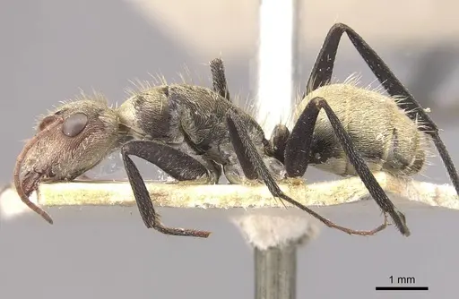 Camponotus blandus specimen CASENT0910630 image casent0910630_3