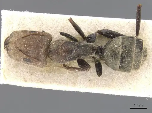 Camponotus blandus specimen CASENT0911677 image casent0911677_1