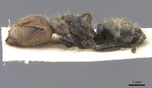 Camponotus blandus specimen CASENT0911677 image casent0911677_3
