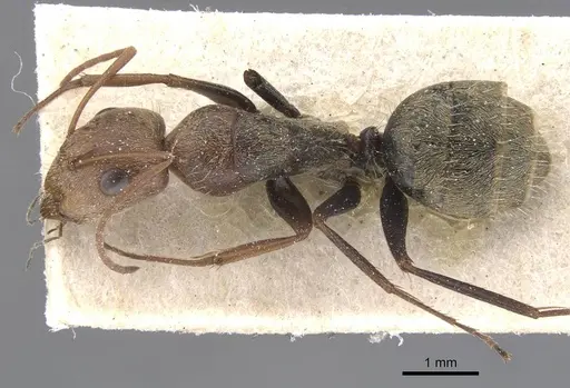 Camponotus blandus specimen CASENT0911678 image casent0911678_1