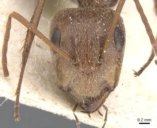 Camponotus blandus specimen CASENT0911678 image casent0911678_2