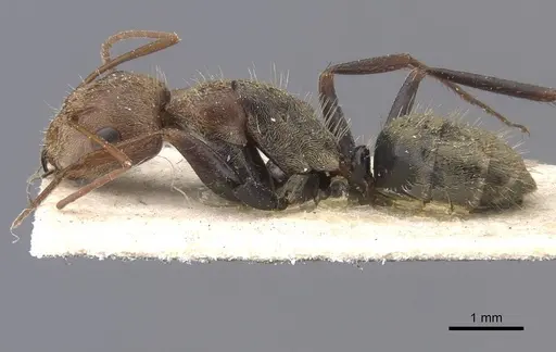Camponotus blandus specimen CASENT0911678 image casent0911678_3