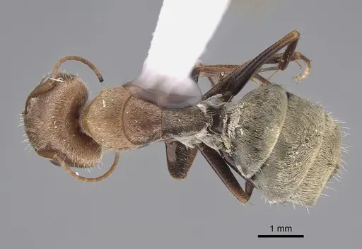 Camponotus blandus specimen CASENT0923521 image casent0923521_1