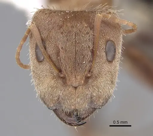 Camponotus blandus specimen CASENT0923521 image casent0923521_2