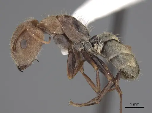 Camponotus blandus specimen CASENT0923521 image casent0923521_3