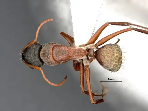 Camponotus blandus specimen CASENT4032278 image casent4032278_1