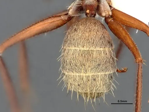 Camponotus blandus specimen CASENT4032278 image casent4032278_2