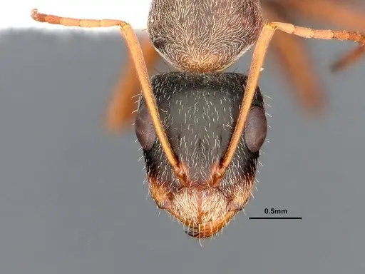 Camponotus blandus specimen CASENT4032278 image casent4032278_3