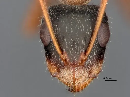 Camponotus blandus specimen CASENT4032278 image casent4032278_4
