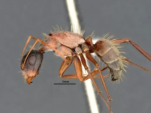 Camponotus blandus specimen CASENT4032278 image casent4032278_5
