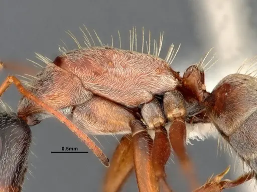 Camponotus blandus specimen CASENT4032278 image casent4032278_6