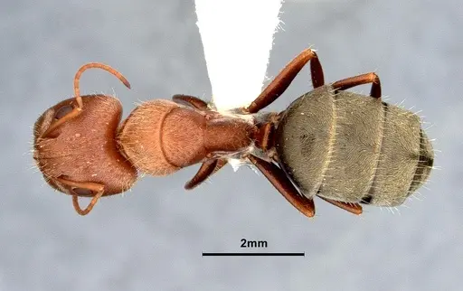 Camponotus blandus specimen CASENT4032279 image casent4032279_1