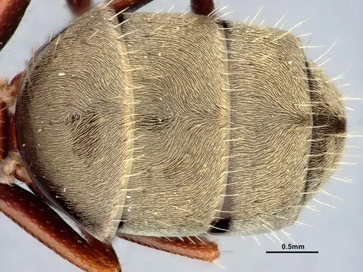 Camponotus blandus specimen CASENT4032279 image casent4032279_2