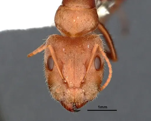 Camponotus blandus specimen CASENT4032279 image casent4032279_3