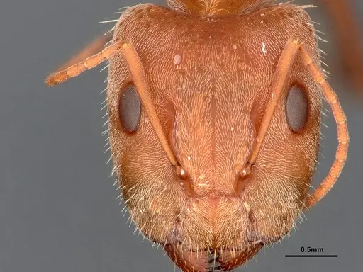 Camponotus blandus specimen CASENT4032279 image casent4032279_4