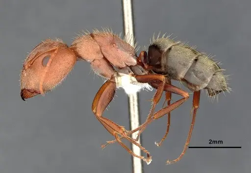 Camponotus blandus specimen CASENT4032279 image casent4032279_5