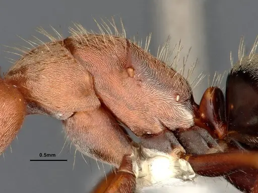 Camponotus blandus specimen CASENT4032279 image casent4032279_6