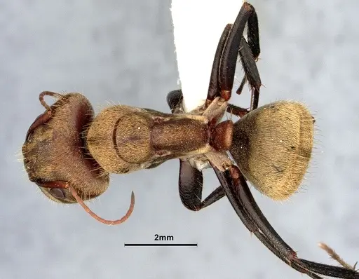 Camponotus blandus specimen CASENT4032280 image casent4032280_1
