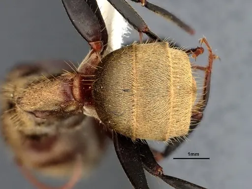 Camponotus blandus specimen CASENT4032280 image casent4032280_2