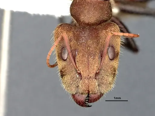 Camponotus blandus specimen CASENT4032280 image casent4032280_3