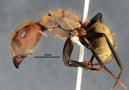 Camponotus blandus specimen CASENT4032280 image casent4032280_4
