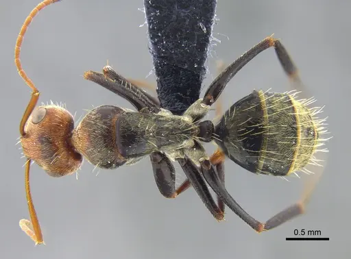 Camponotus blandus specimen CBUMAGENT42008 image cbumagent42008_1
