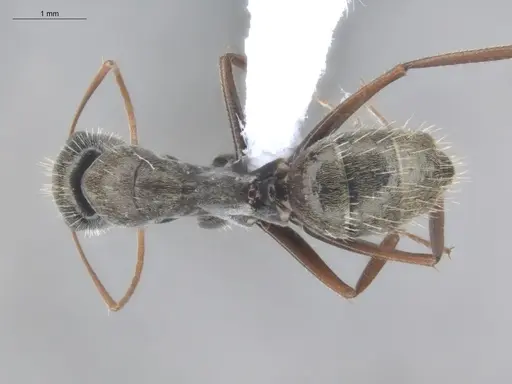 Camponotus blandus specimen ECOFOG-OI17-0224-01 image ecofog-oi17-0224-01_1