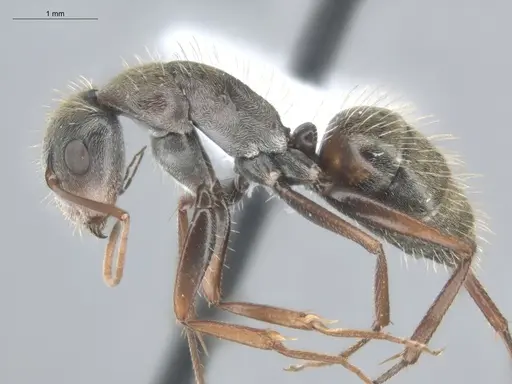Camponotus blandus specimen ECOFOG-OI17-0224-01 image ecofog-oi17-0224-01_3