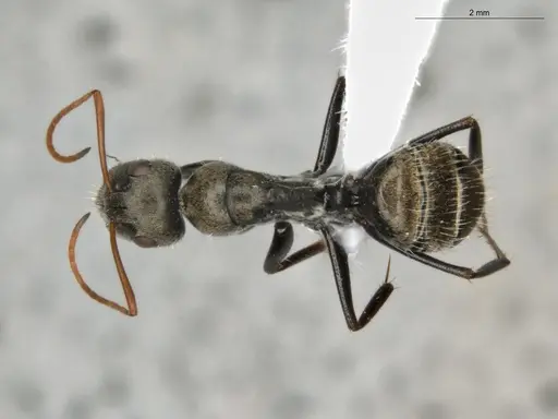 Camponotus blandus specimen ECOFOG-PAT19-0101-04 image ecofog-pat19-0101-04_1