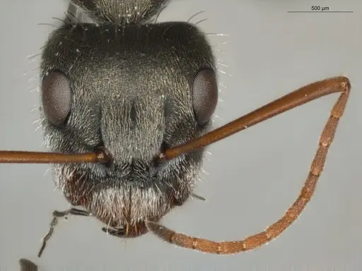 Camponotus blandus specimen ECOFOG-PAT19-0101-04 image ecofog-pat19-0101-04_2