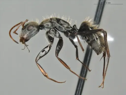 Camponotus blandus specimen ECOFOG-PAT19-0101-04 image ecofog-pat19-0101-04_3