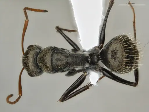 Camponotus blandus specimen ECOFOG-PAT19-0103-05 image ecofog-pat19-0103-05_1