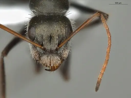 Camponotus blandus specimen ECOFOG-PAT19-0103-05 image ecofog-pat19-0103-05_2