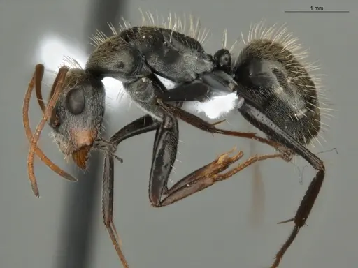 Camponotus blandus specimen ECOFOG-PAT19-0103-05 image ecofog-pat19-0103-05_3