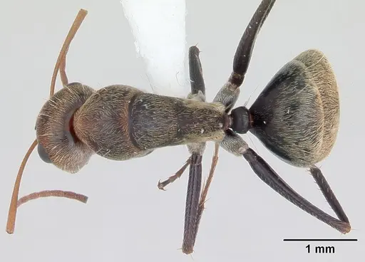 Camponotus blandus specimen INBIOCRI002280809 image inbiocri002280809_1
