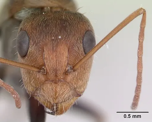 Camponotus blandus specimen INBIOCRI002280809 image inbiocri002280809_2