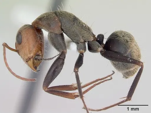 Camponotus blandus specimen INBIOCRI002280809 image inbiocri002280809_3