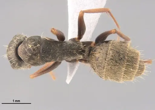 Camponotus blandus specimen LABSEI image labsei_000199_1