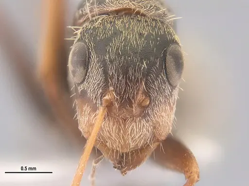 Camponotus blandus specimen LABSEI image labsei_000199_2