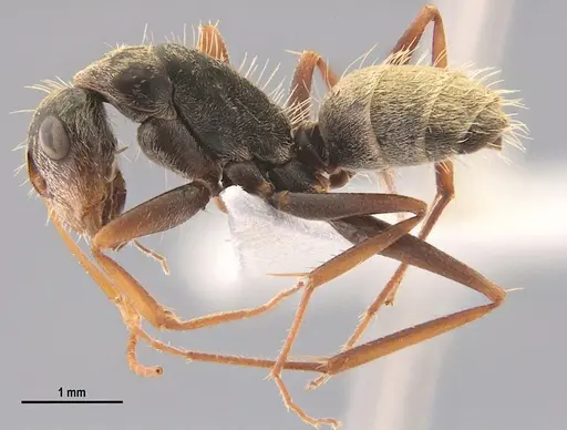 Camponotus blandus specimen LABSEI image labsei_000199_3